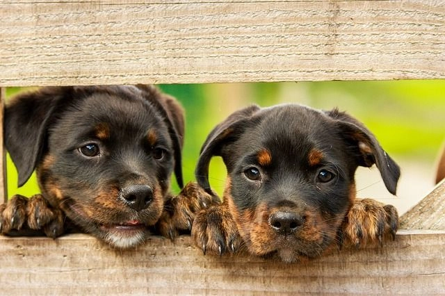 Veterinarian Noblesville