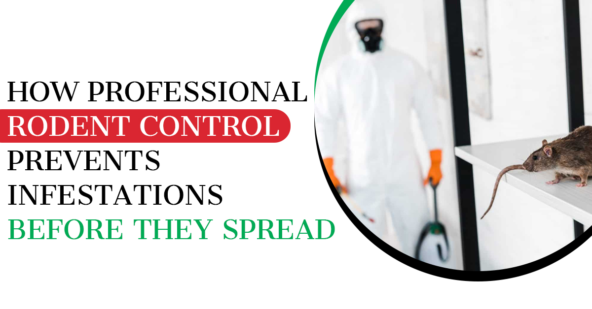 Rodent Removal Services: Find How to Prevent Nesting and Protect Your Property