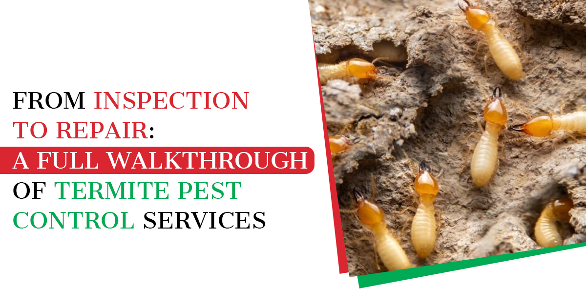 From Inspection to Repair: A Full Walkthrough of Termite Pest Control Services
