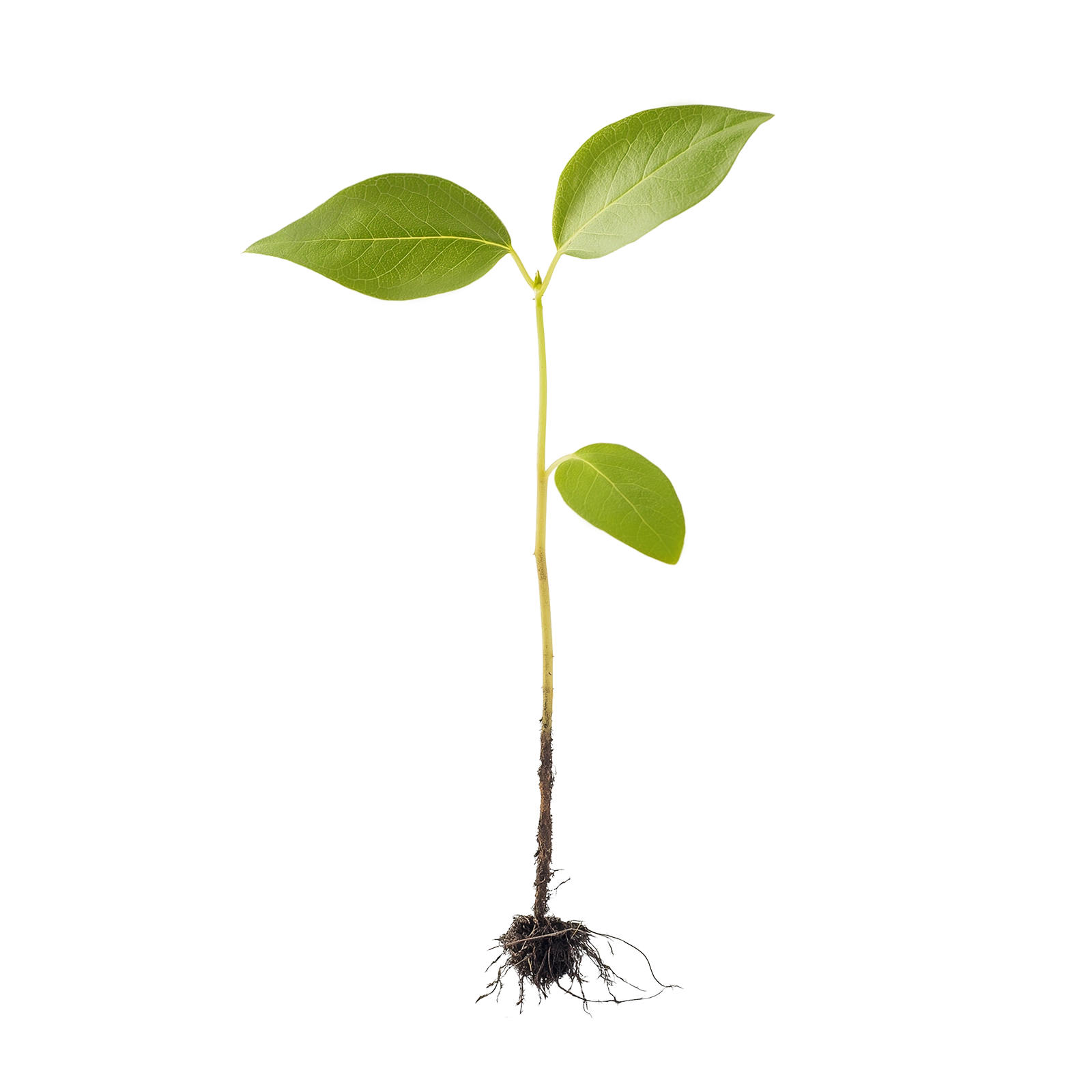 Afforestation