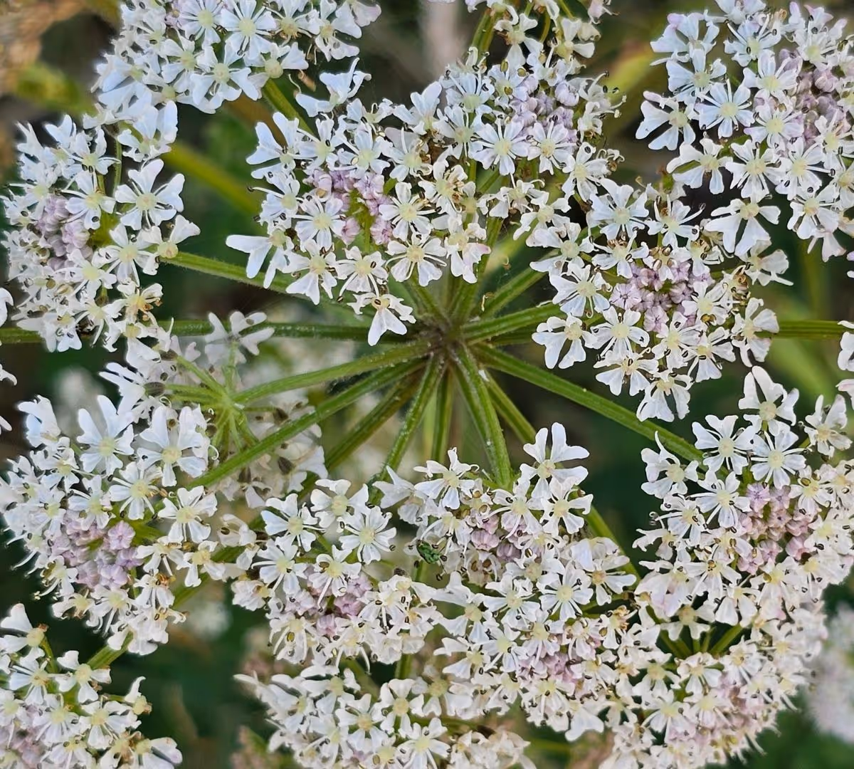 Muntjac Meadow Cow Parsley