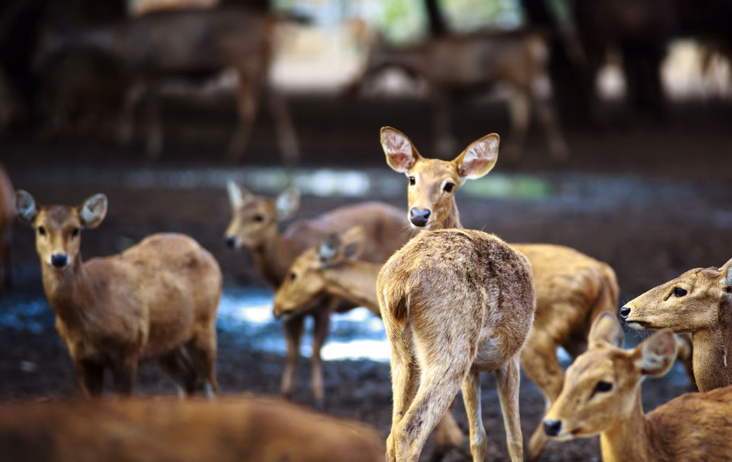 Deer's Glade caravan site deer herd 
