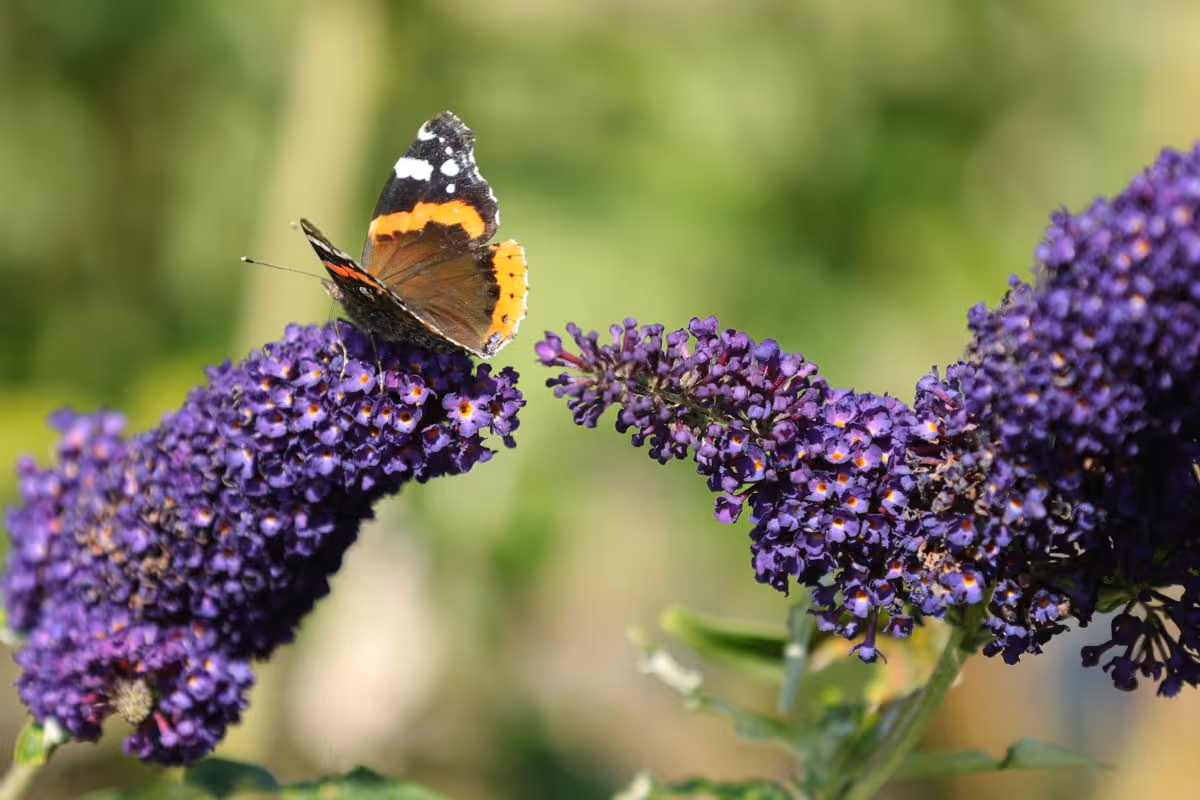 Butterfly on flowers