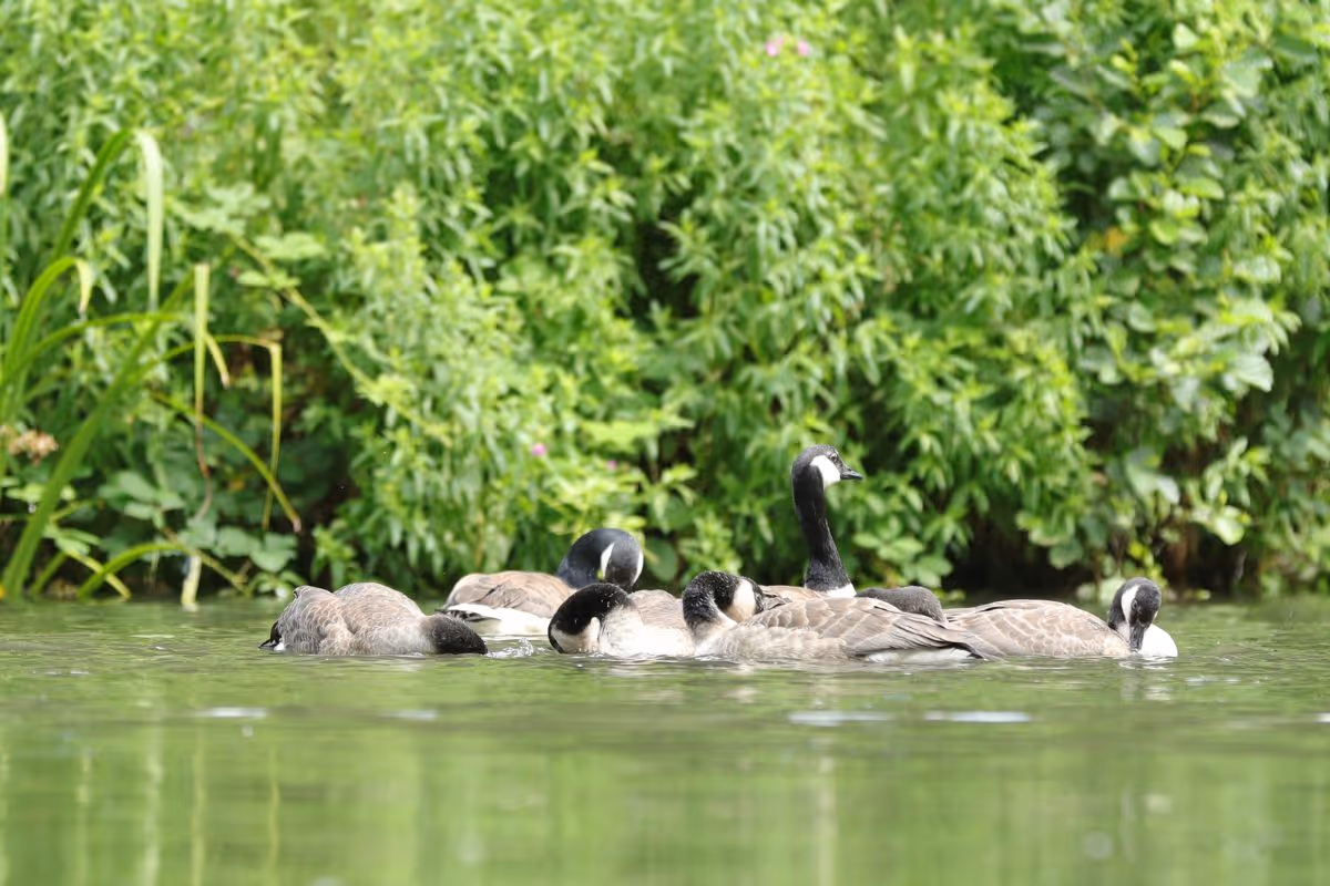 Geese and their goslings