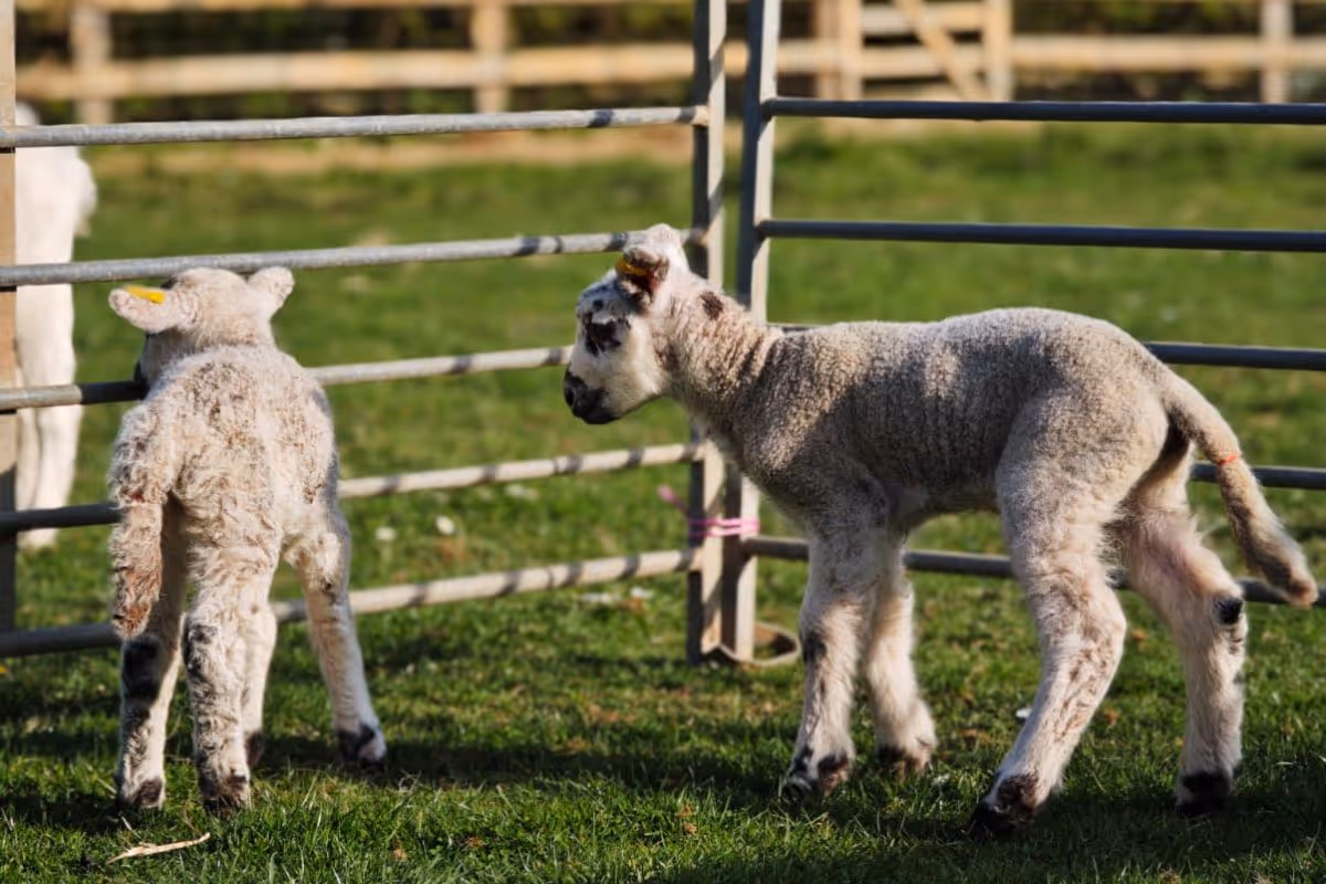 Lambs at Deer's Glade