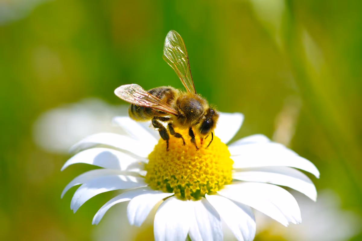 Bee collecting nectar from a daisy