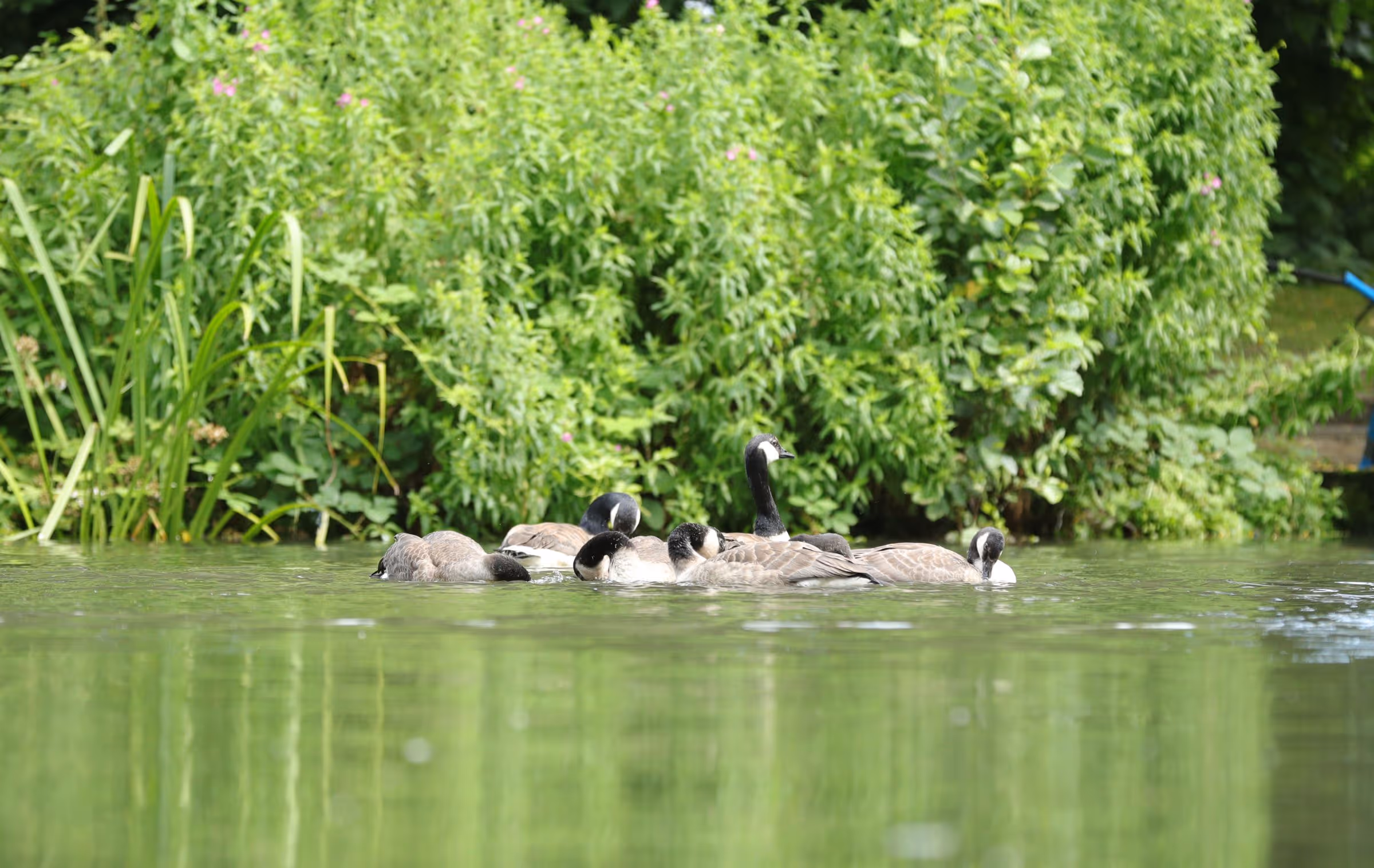 Geese on the fishing lake at Deer's Glade
