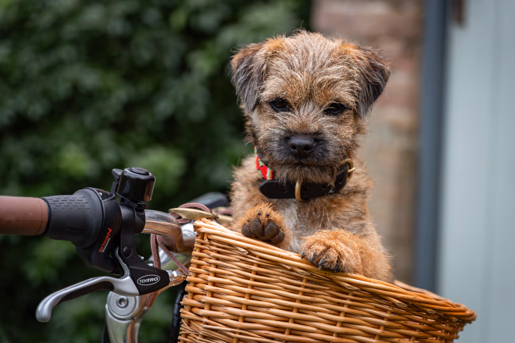 Small dog in basket on a bicycle