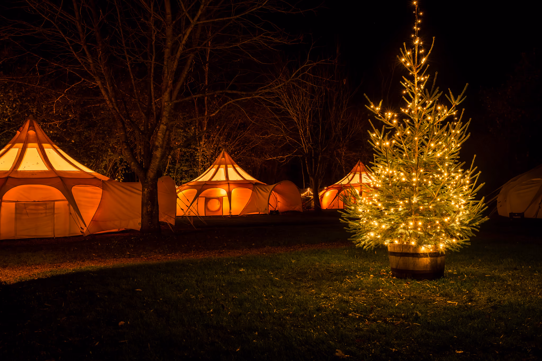 Stargazers at Christmas with tree