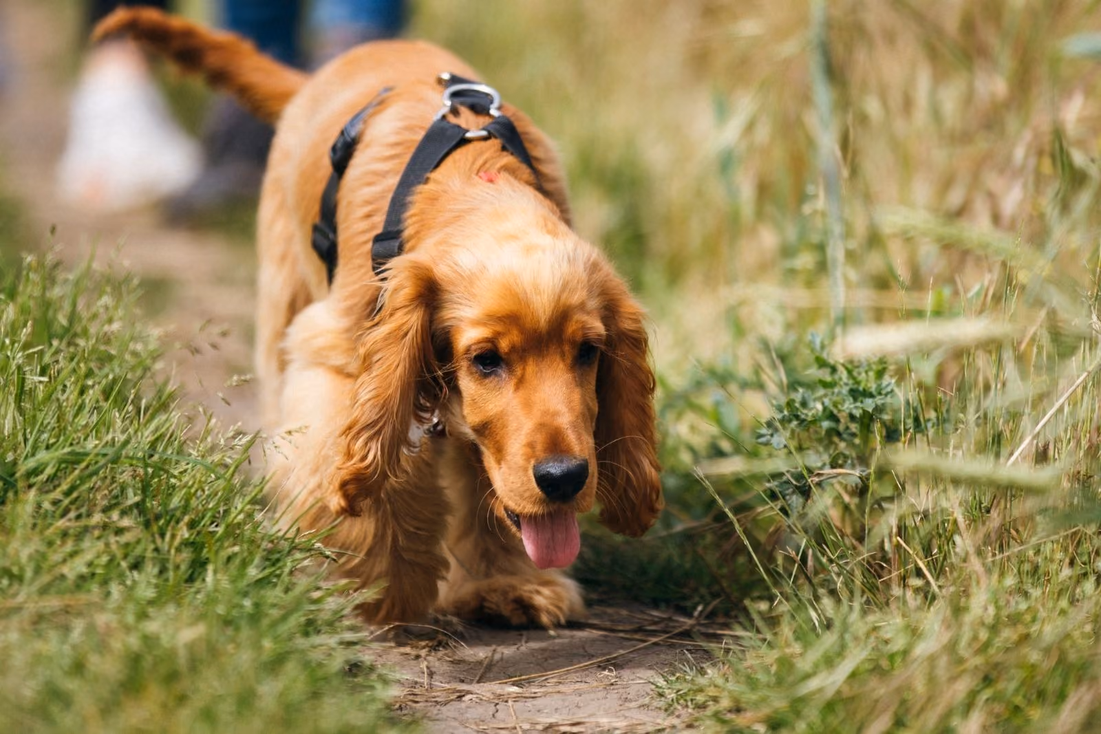 Spaniel walking at dog-friendly campsite Deer's Glade