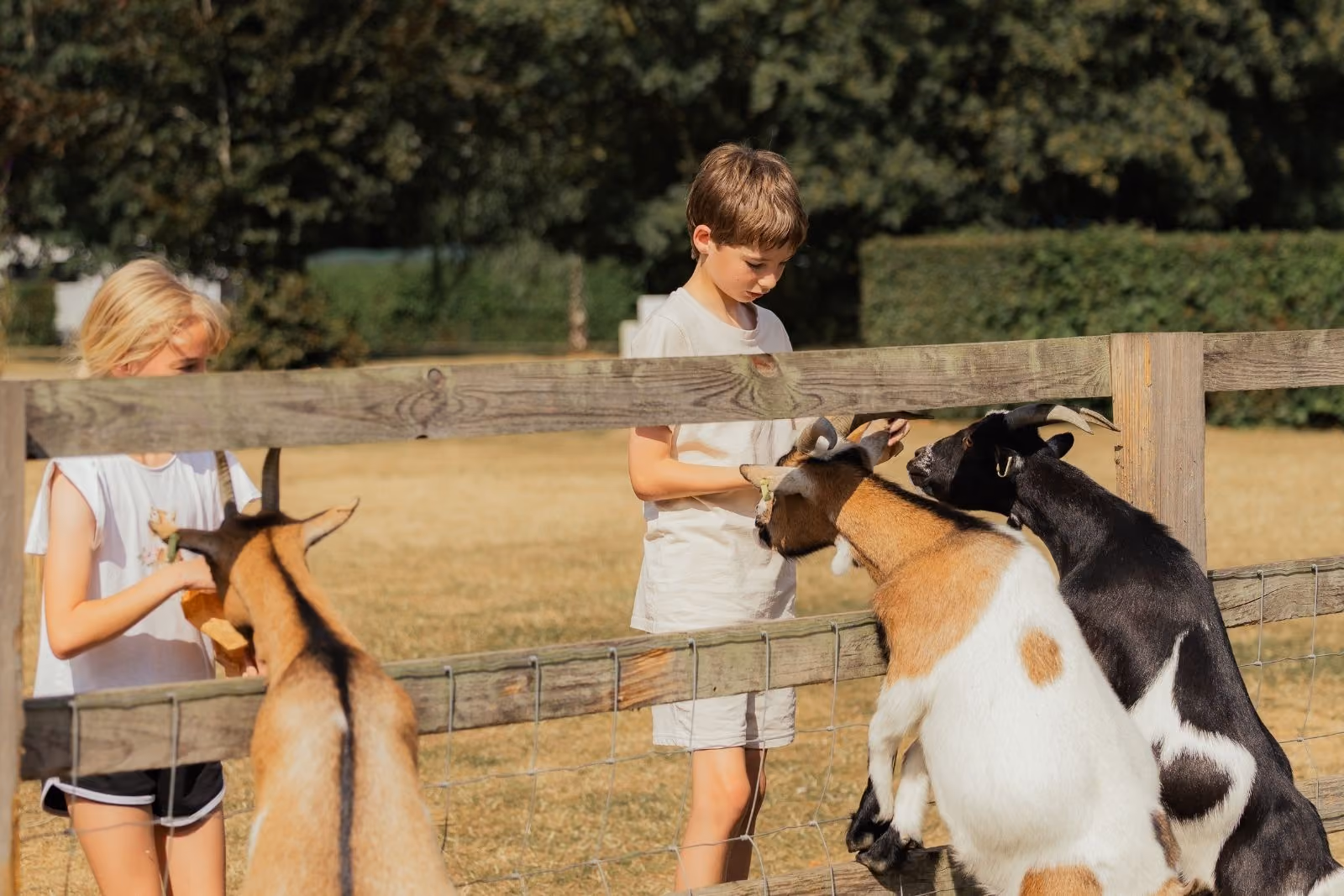 Feeding the goats at Deer's Glade