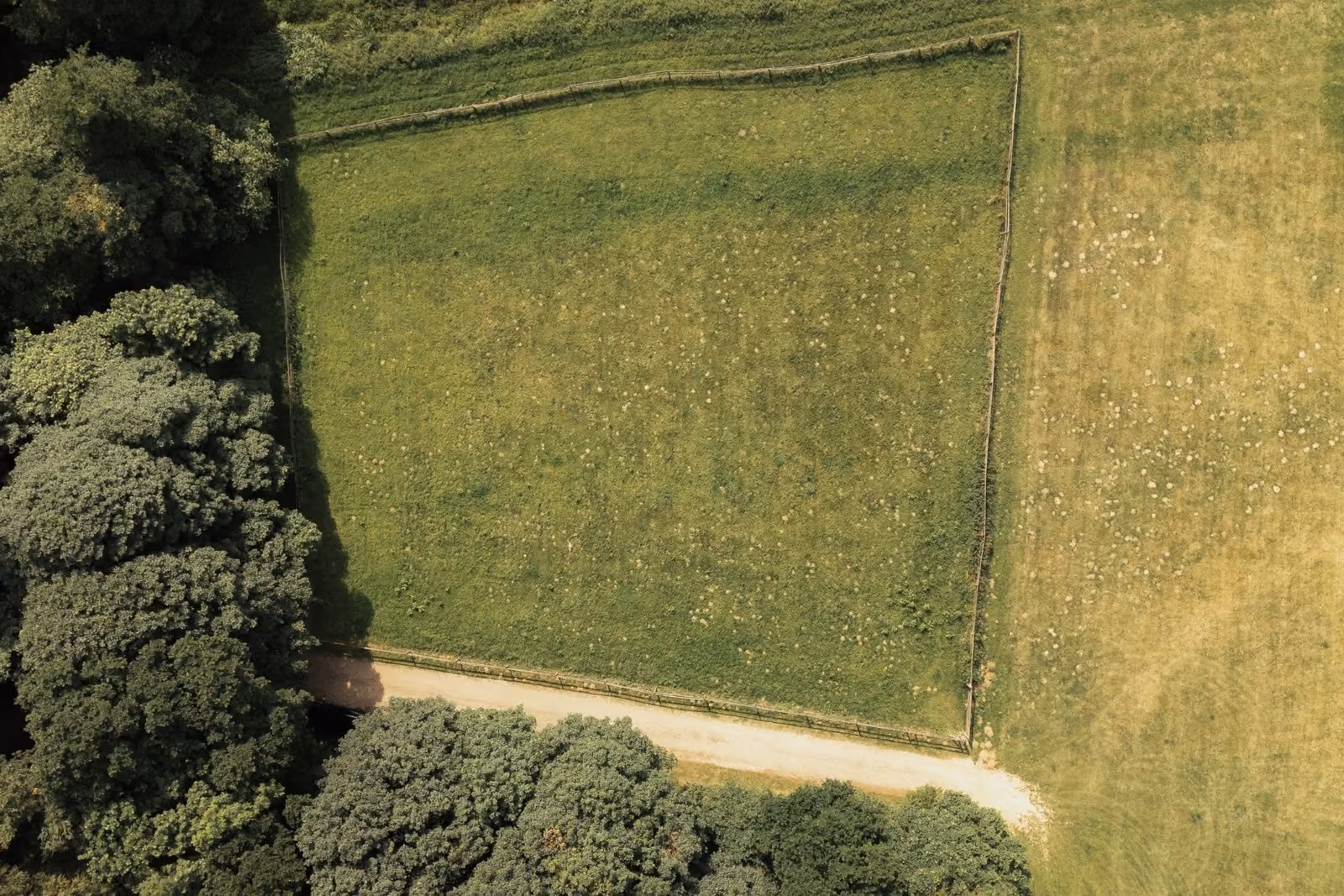 Muntjac Meadow dog exercise paddock