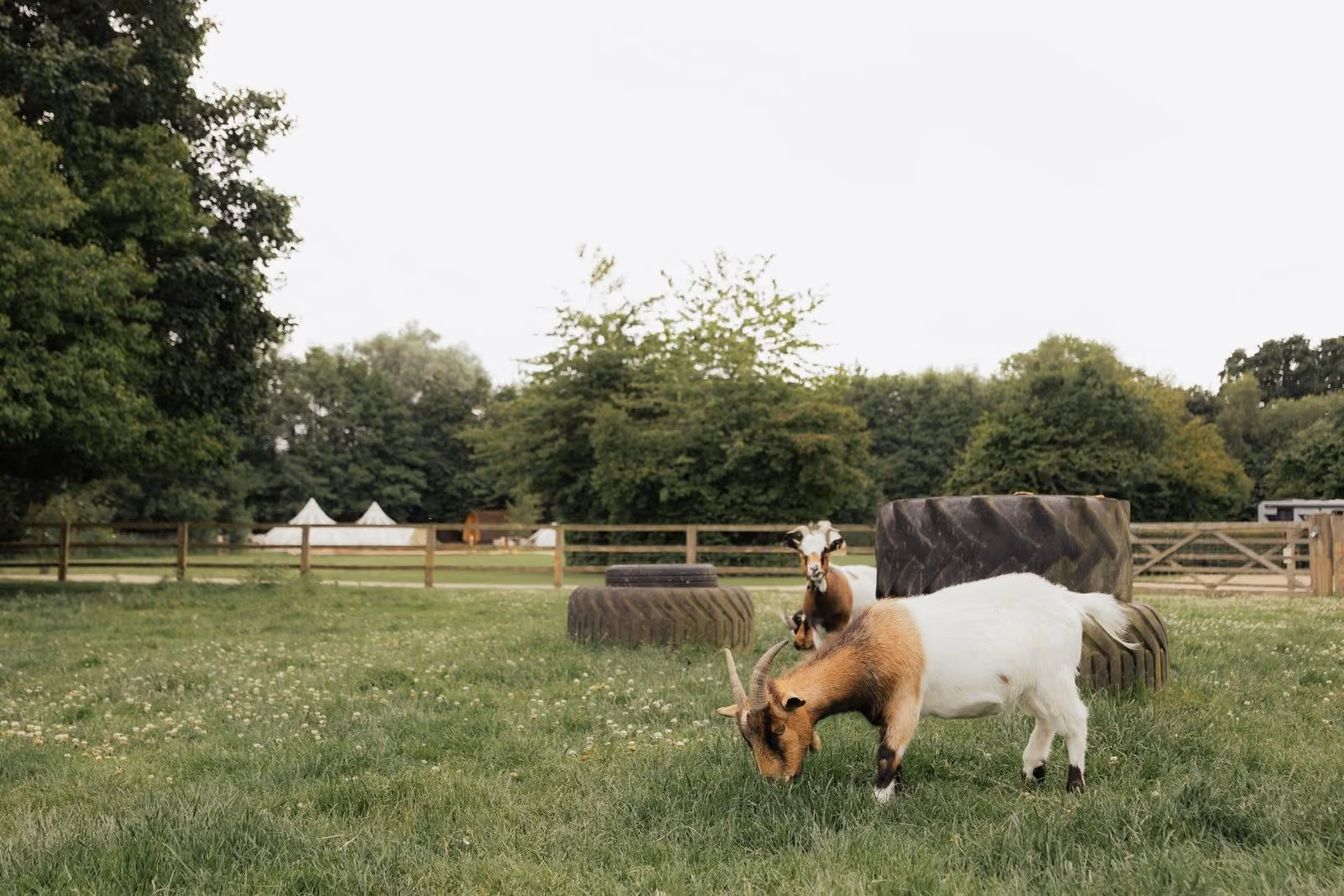 The goat enclosure