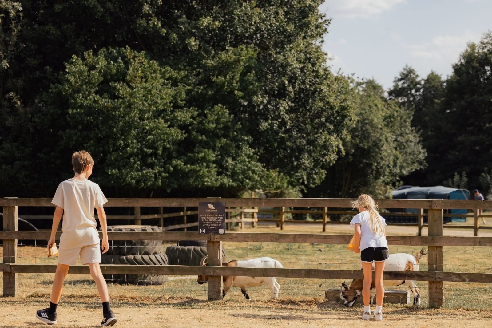 Children feeding the goats