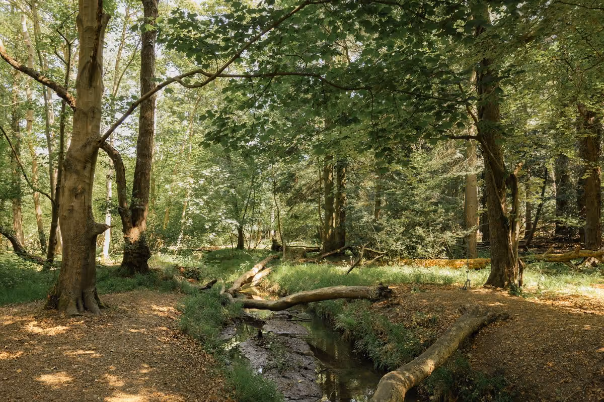 Ancient woodland at Deer's Glade