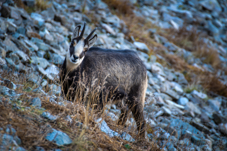 zwierzęta wyczuwają