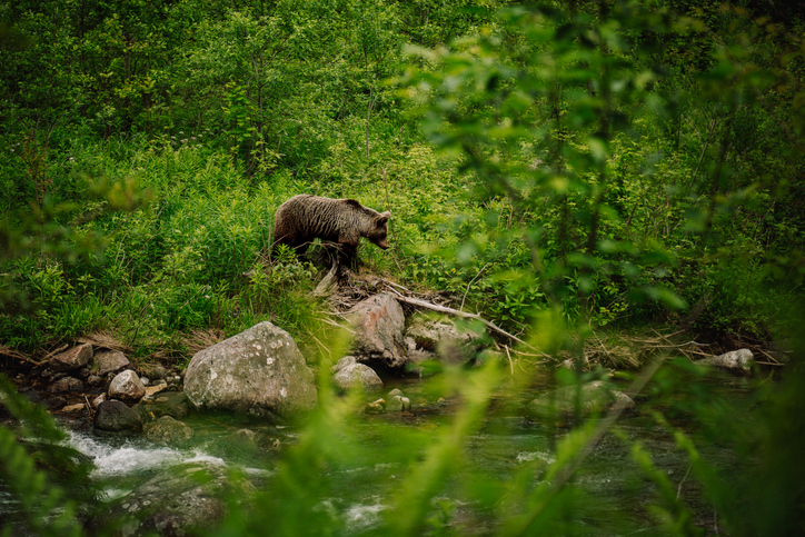 sympatyczne gryzonie