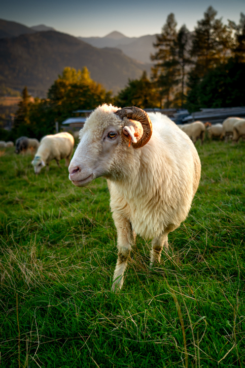 tatrzańskich szczytów