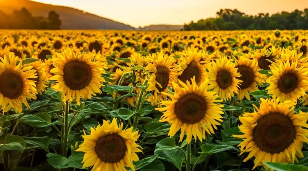 Kansas landscape featuring a vast sunflower field at golden hour, highlighting the state’s farming and agricultural heritage.