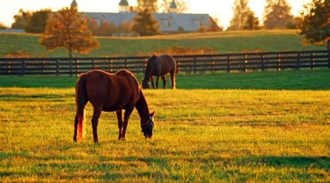 Kentucky countryside featuring thoroughbred horses grazing on a scenic horse farm at golden hour.