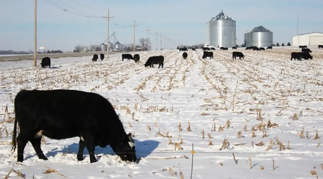 Nebraska agricultural landscape showing cattle grazing in winter farmland with grain silos and open plains.