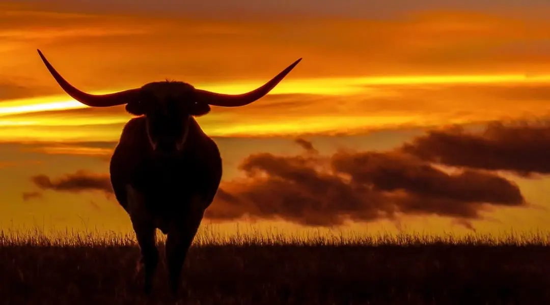 Texas longhorn silhouette at sunset over open grassland, representing the state’s iconic western and agricultural landscape.