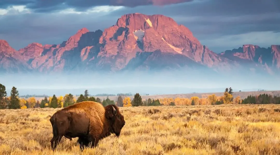American bison grazing in a golden Wyoming meadow with the Teton mountain range rising in the background under a cloudy sky.