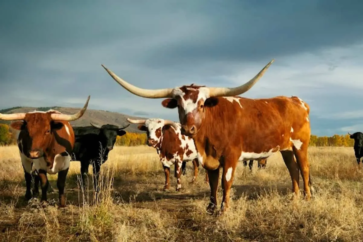 Texas mixed beverage bond