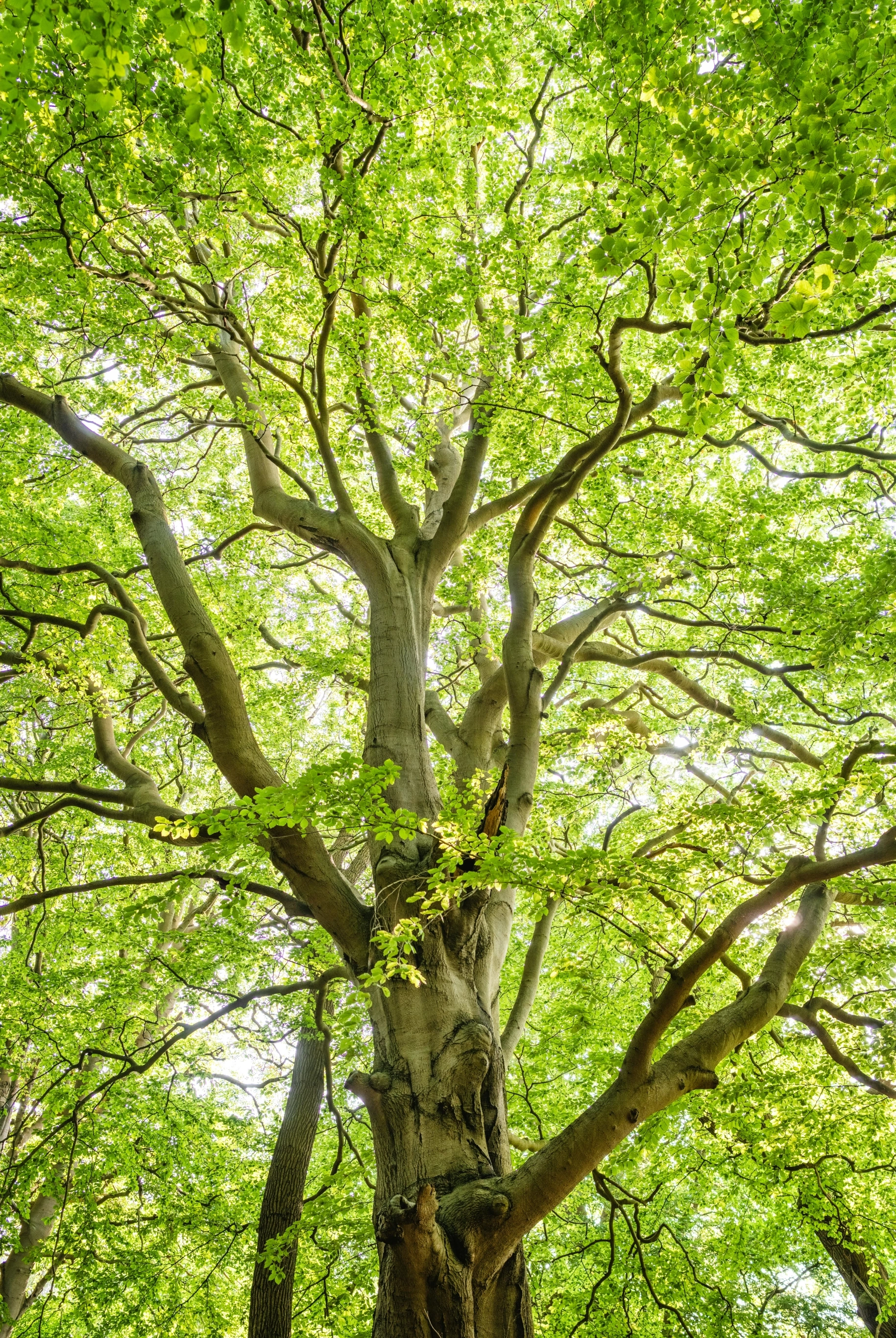 Large tree with a thick trunk and sprawling branches covered in bright green leaves with sunlight filtering through.