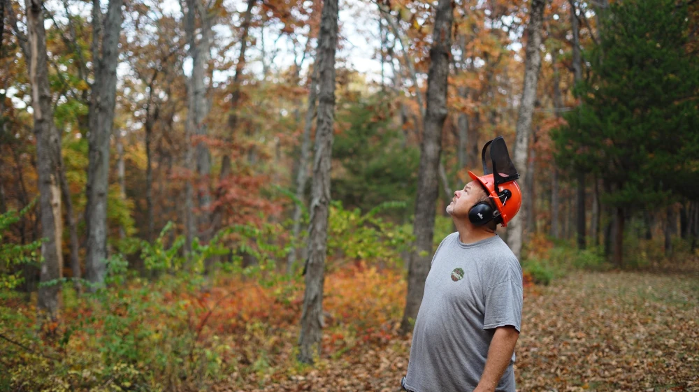 The owner of Integrity Tree Services analyzes a tree.