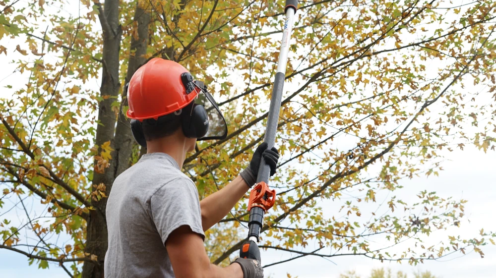 A man reaches up to trim tree limbs with a pole saw.