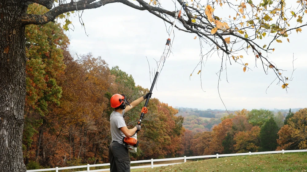 A man trimming a tree with a pole saw