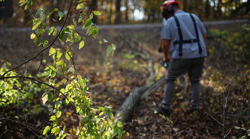 A man using a chainsaw to remove vegetation and brush.