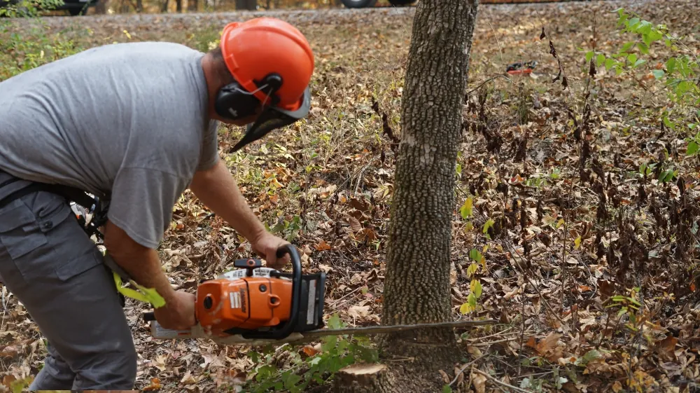 A man uses a chainsaw to cut down a small tree