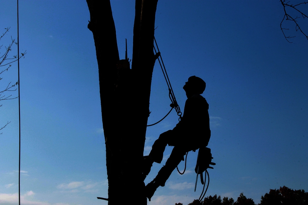 A silhouette a man climbing a tree with a rope and harness.