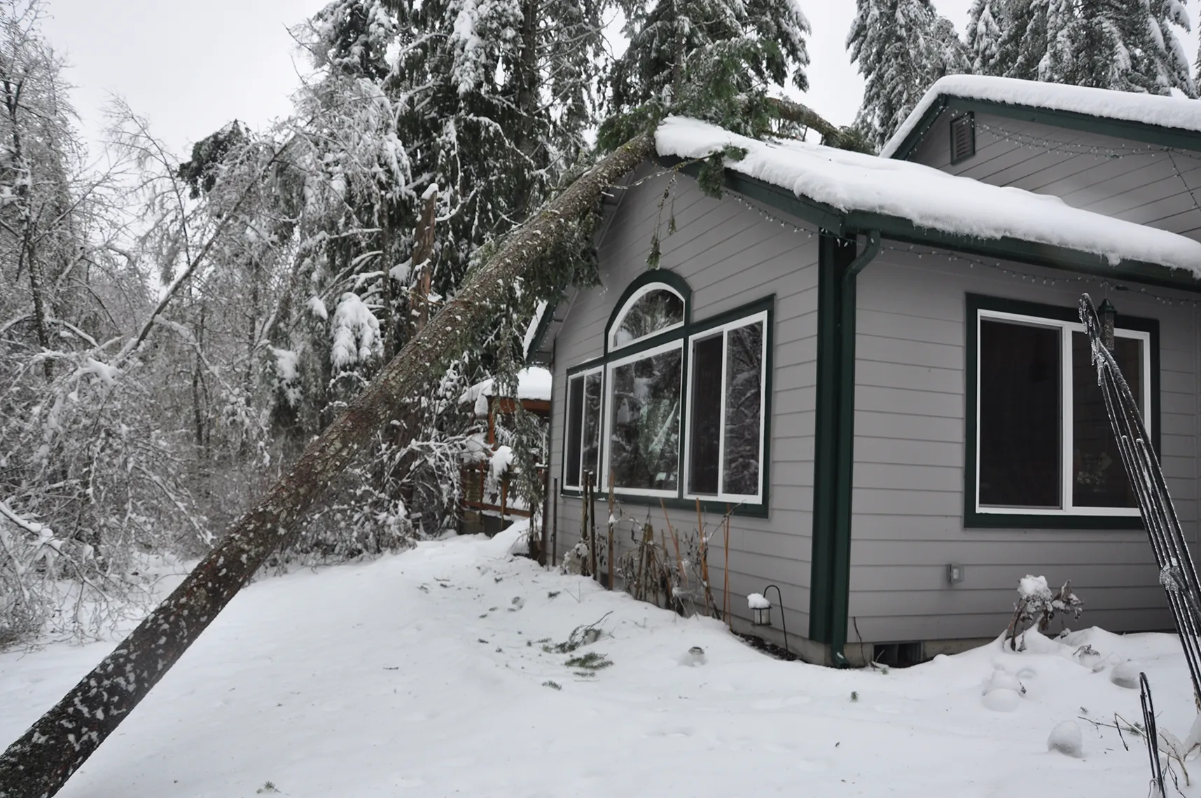 Fallen tree leaning heavily against snow-covered gray vinyl-sided house roof during winter storm.