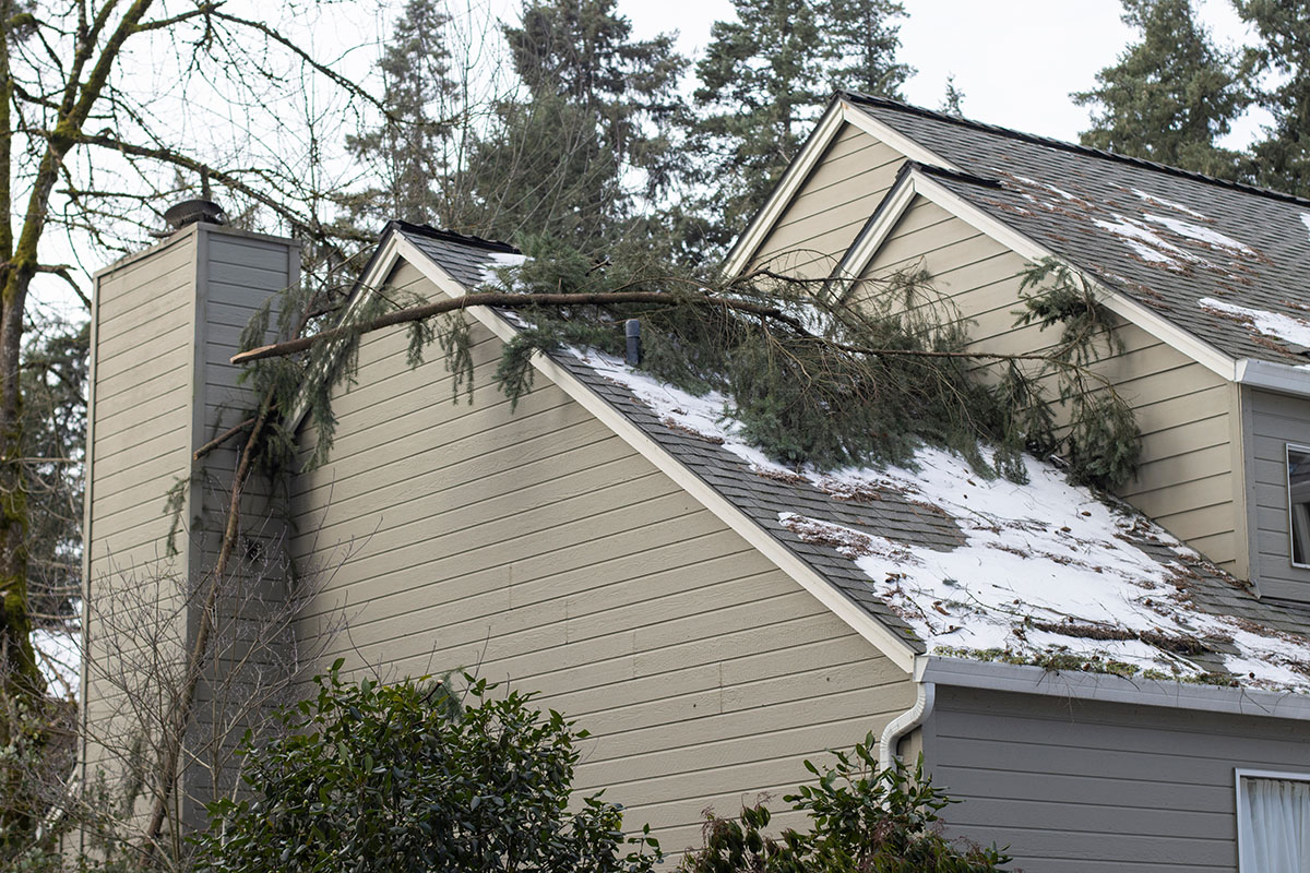 A large fallen tree branch lies across the snow-dusted roof and chimney of a beige-sided house, with evergreen trees in the background.