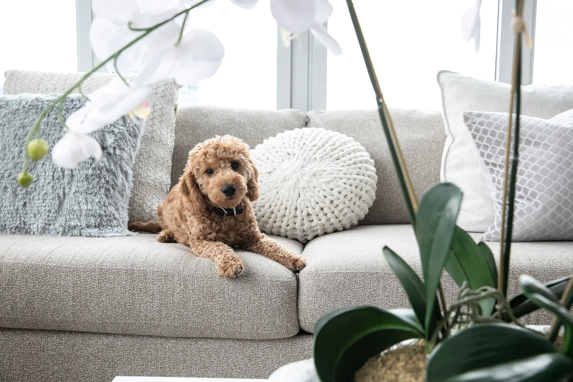 A dog perched on a couch with a white orchid nearby, showcasing a peaceful and inviting home environment.