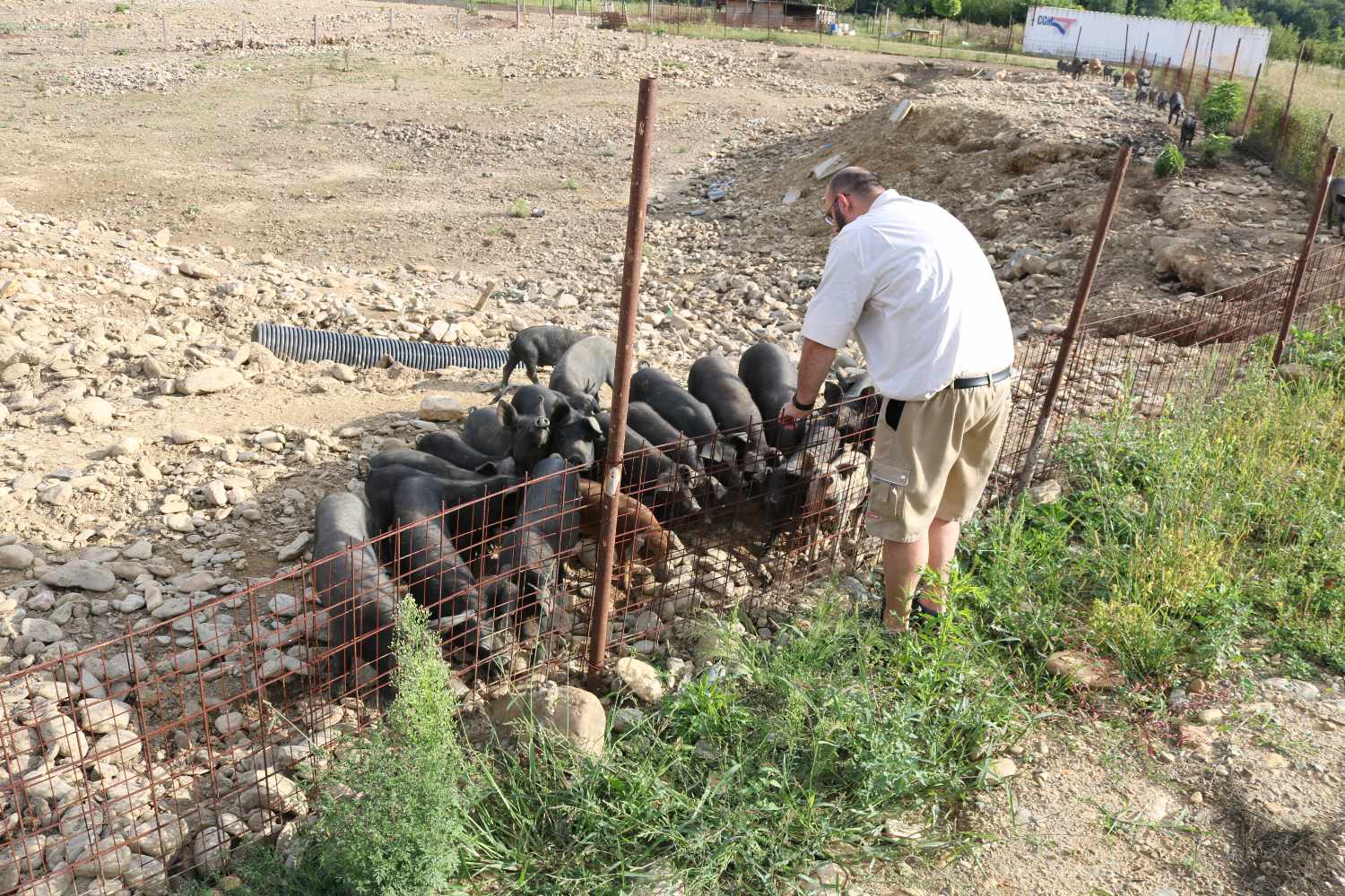 Helfer bei Schweinen auf einem landwirtschaftlichen Hof im JLH-Projekt Der gute Hirte