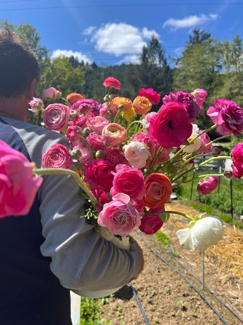 A picture of someone facing away from the camera and carrying and armful of pink and white ranunculus flowers