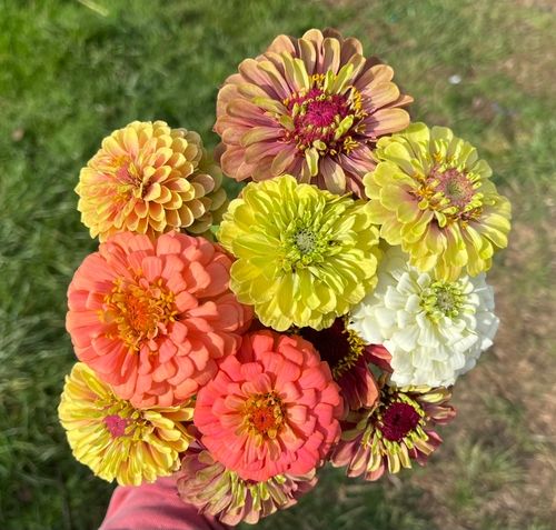 A bouquet of mixed flowers