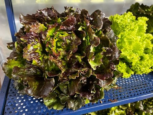A tray of leaf lettuce