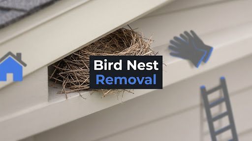 Bird Nest Removal: A Guide for Homeowners