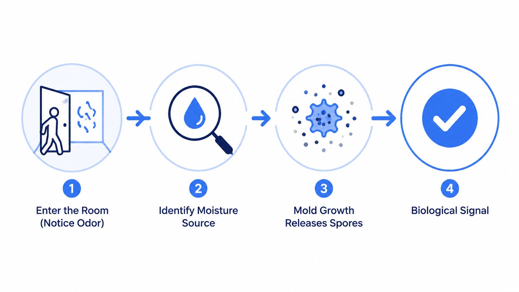 An infographic showing a four-step process for identifying and addressing the causes of a mold odor.