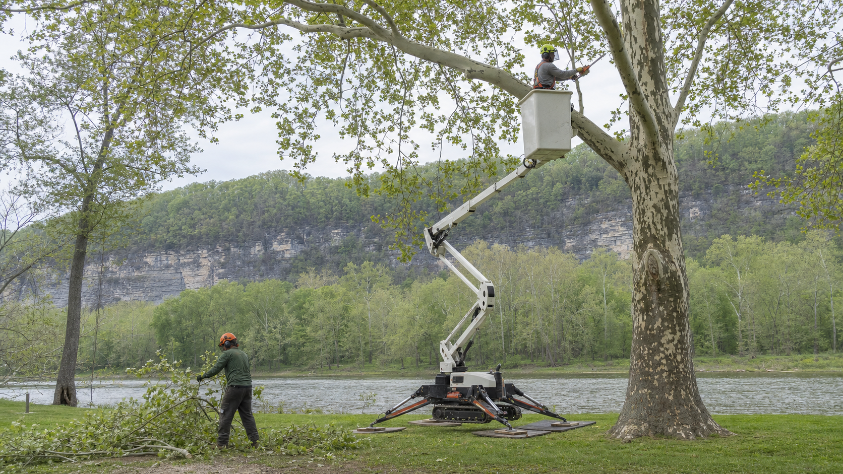 The Grottoes Guide to Tree Removal and Pruning
