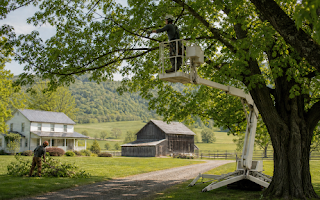 Tree Removal and Pruning for Mount Jackson Homes and Farms