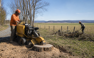 Lacey Spring: Safe Tree Removal, Smart Pruning, Clean Stumps