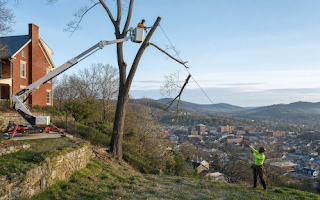 How We Handle Tree Removal in Staunton, Virginia