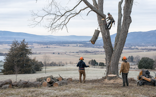 Your Augusta County Tree Removal and Stump Grinding Team