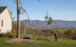 Tree Removal in Stuarts Draft, VA